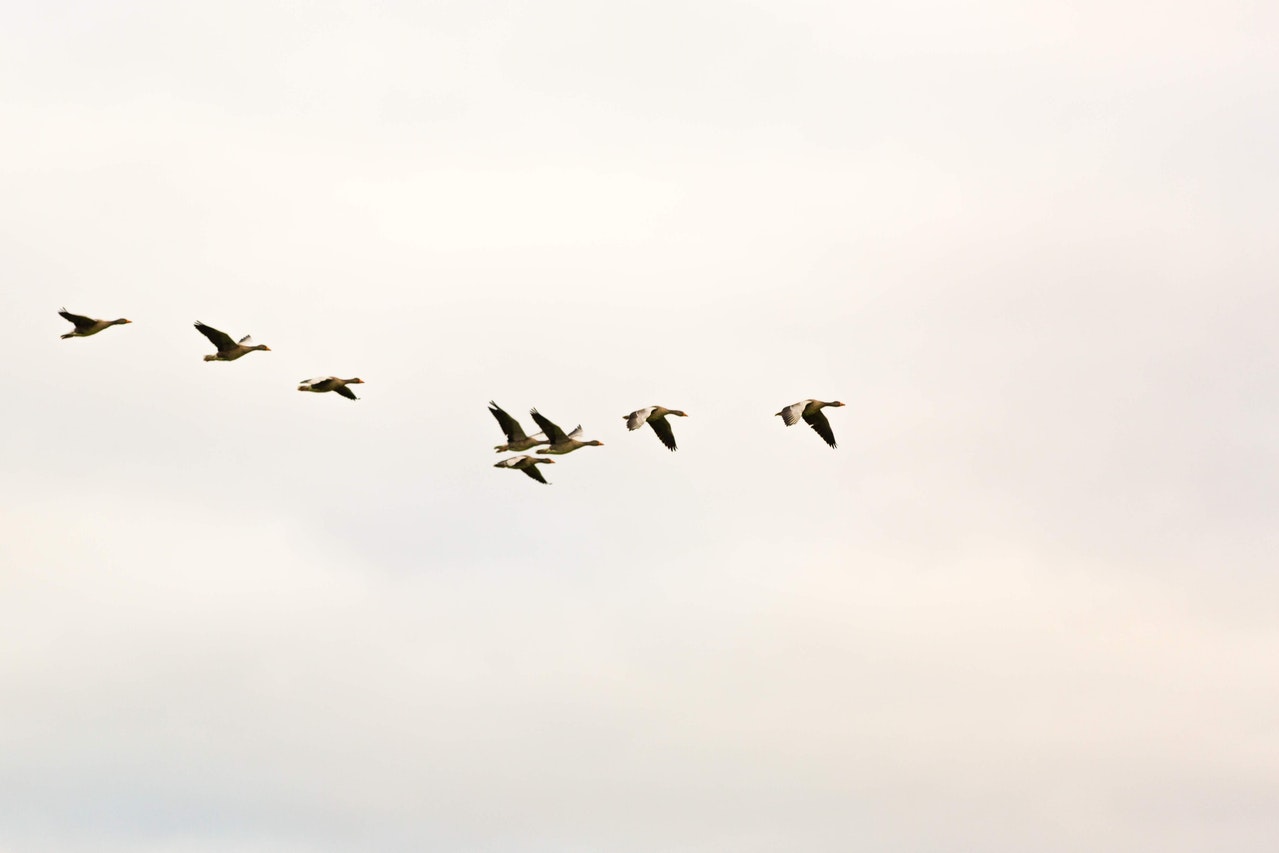 Flock Of Birds in the Sky.jpg