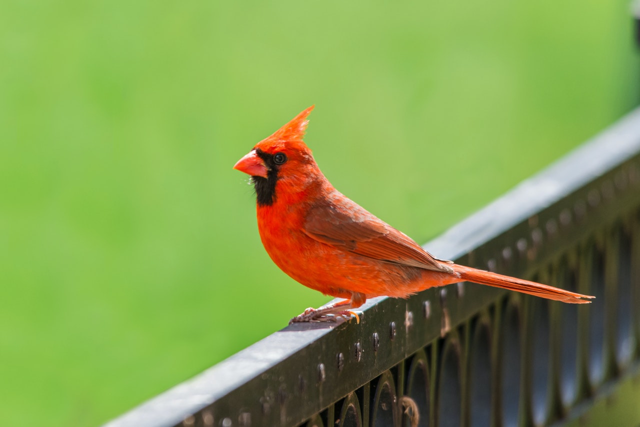 Close Up of a Red Cardinal