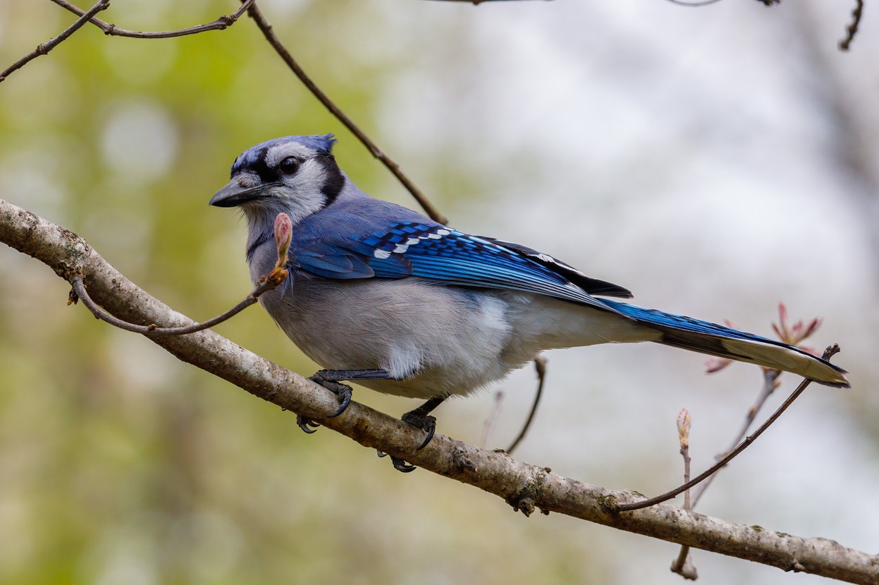 Blue Jay Bird Perched on a Tree Branch