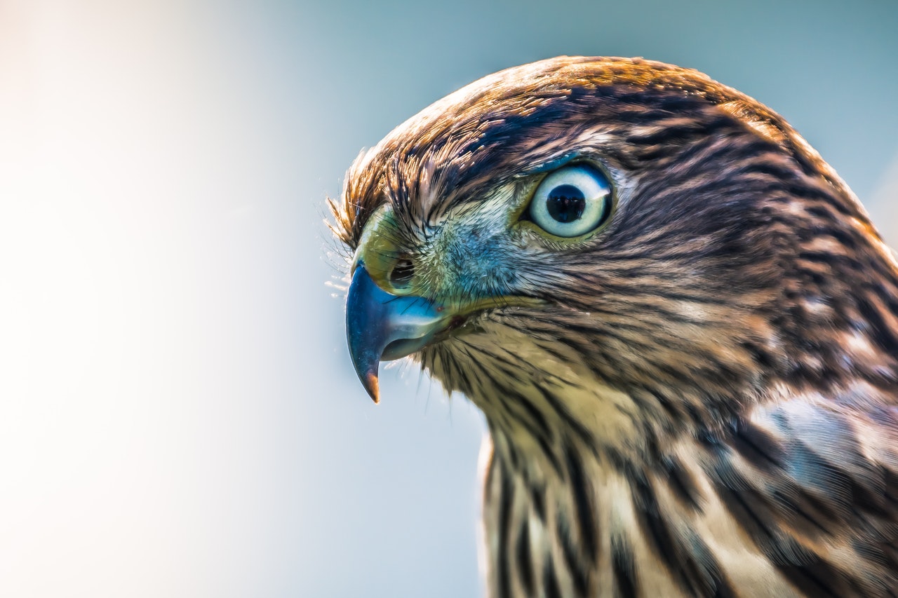 Seeing A Hawk Meaning Spiritual Symbolism - The Power Of Focus