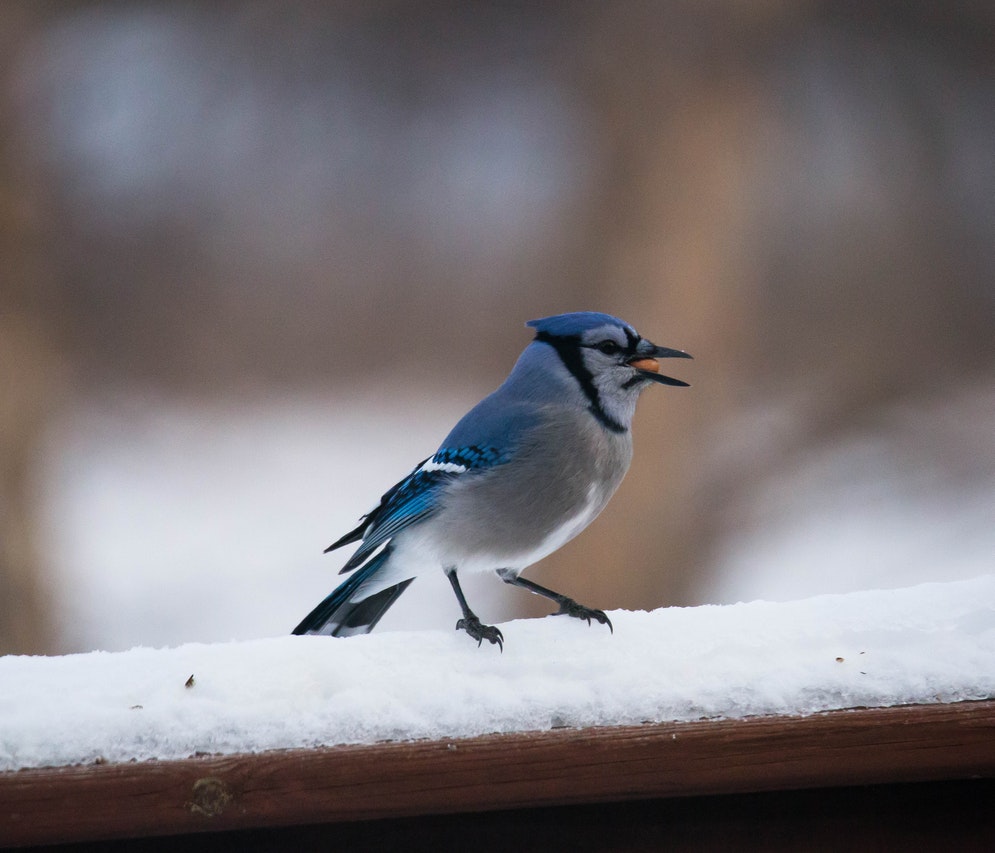 Blue Jay Perched on a Snow-Covered Wood