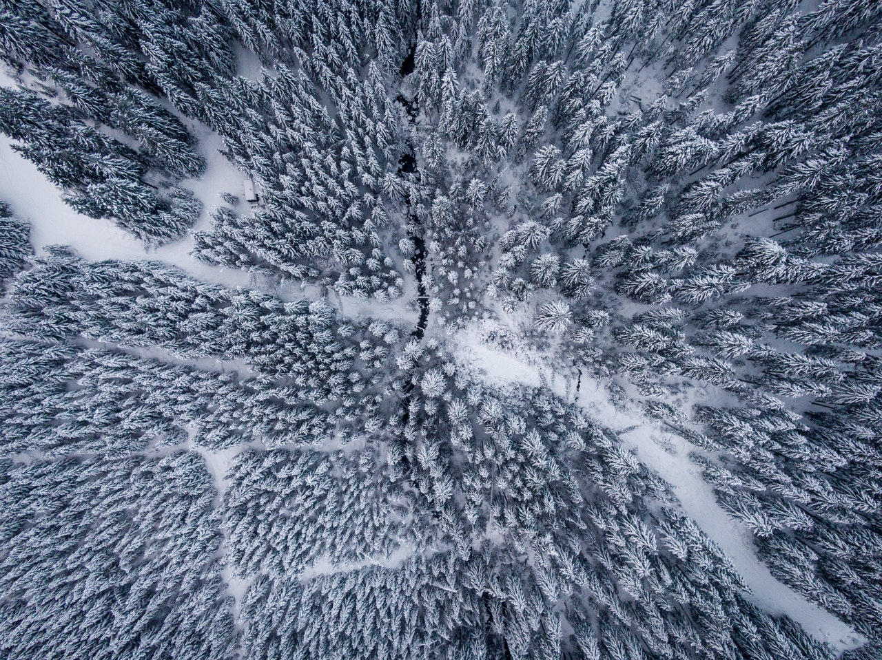 Aerial Shot Of A Forest Covered In Snow