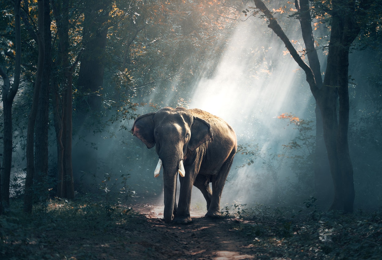 Elephant in the middle of the forest