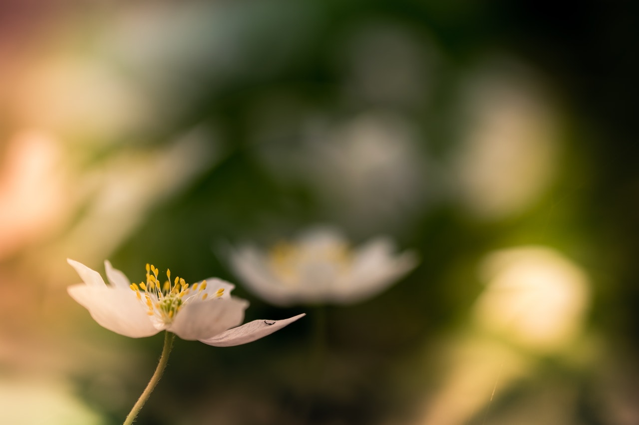 Shallow Focus  Of White Poppy Flower