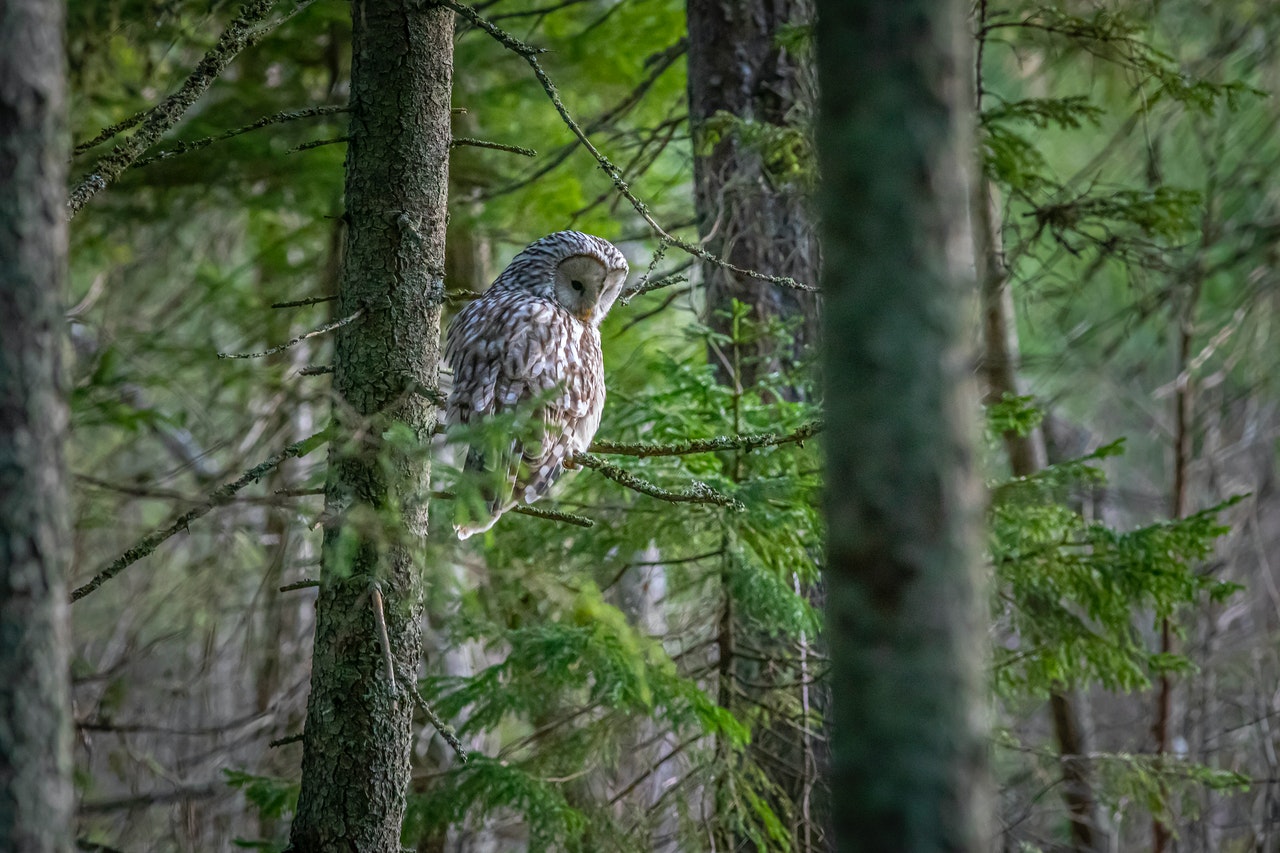 Ural Owl in a Forest