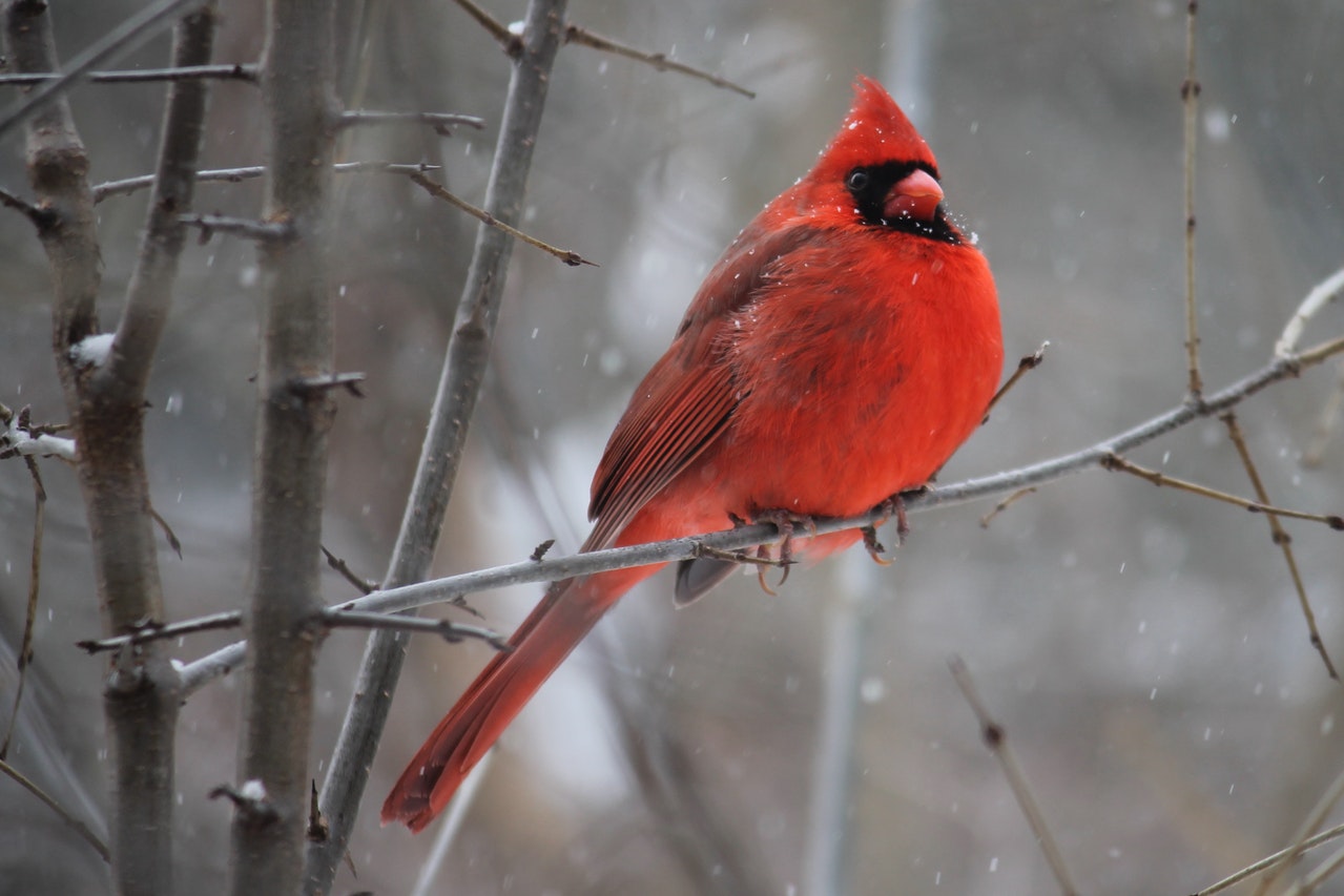 See A Cardinal Meaning Symbolism - Represents The Holy Spirit