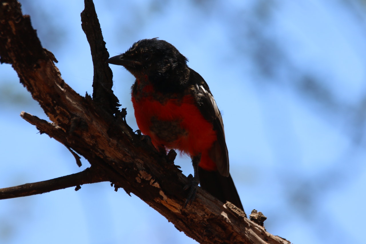 Small Black and Red Bird On A Tree Branch