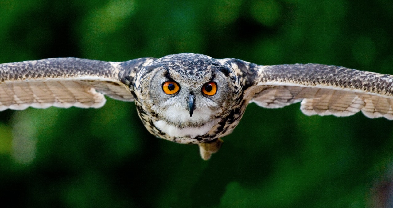 Flying Eagle Owl With Fierce Look