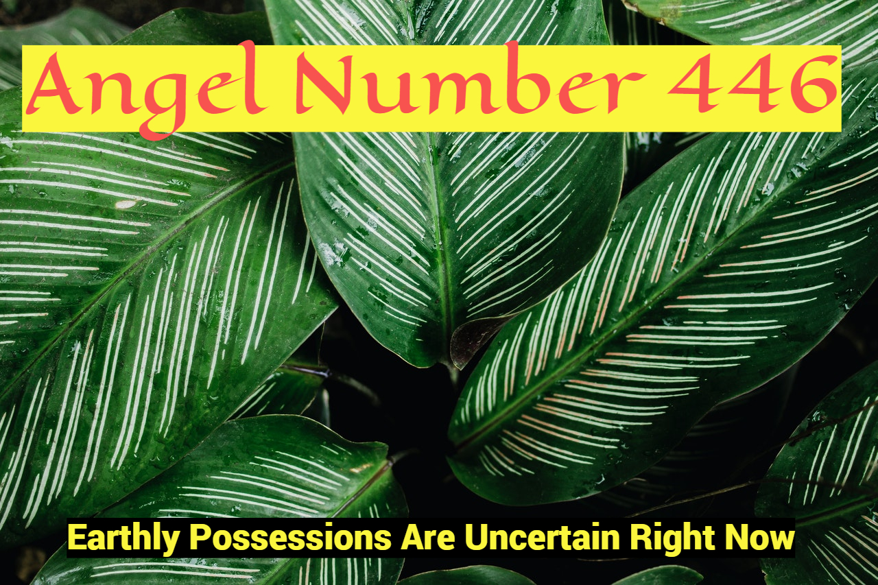 446 Angel Number Symbolizes Patience, Loyalty, And Coordination