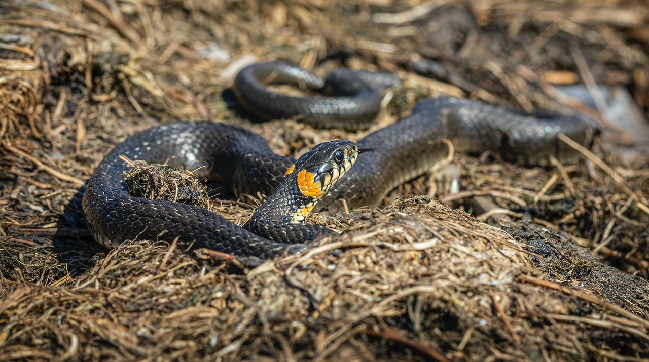 Close-up of a Black Snake