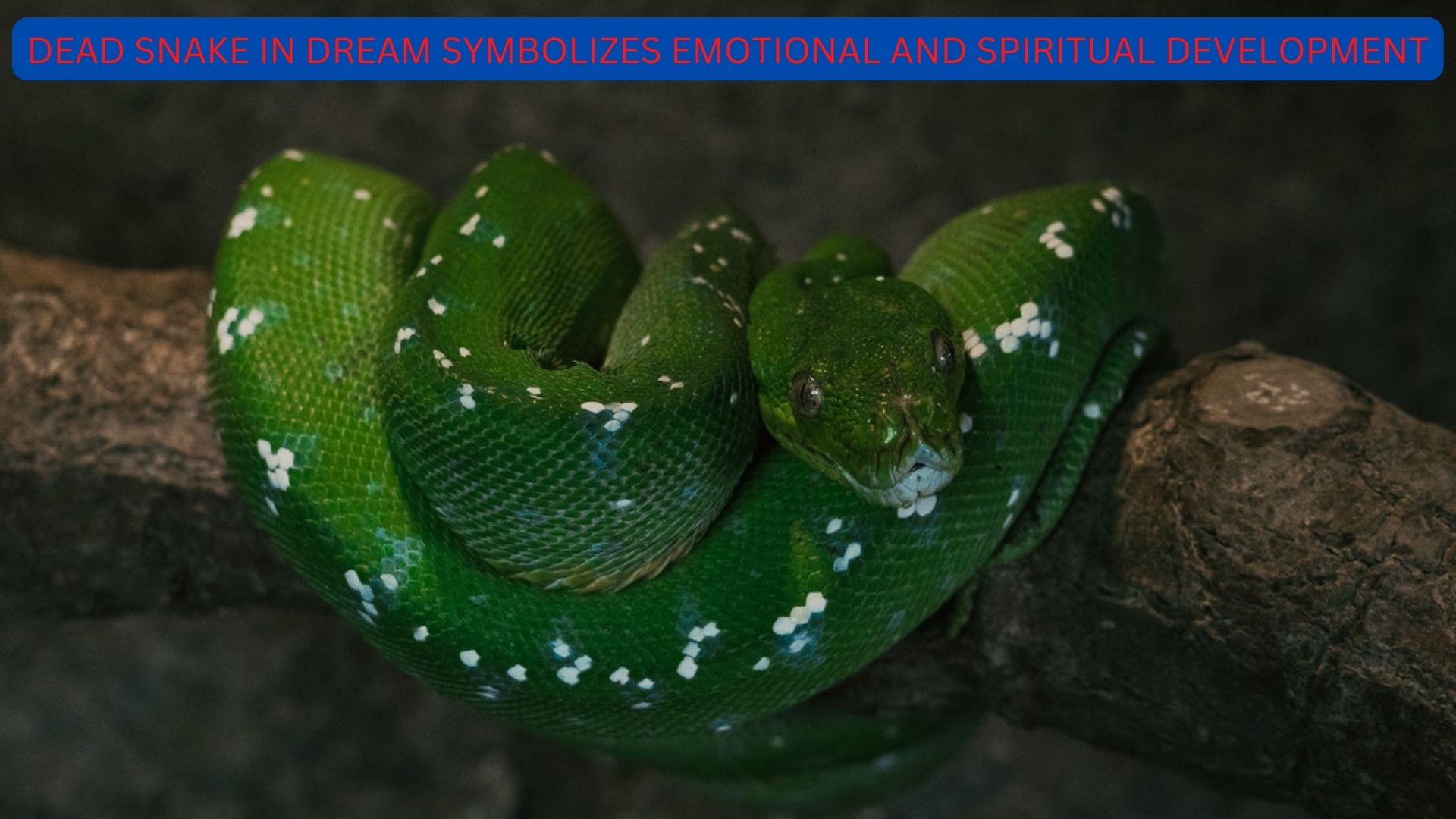 Dead Snake In Dream - Emotional And Spiritual Development