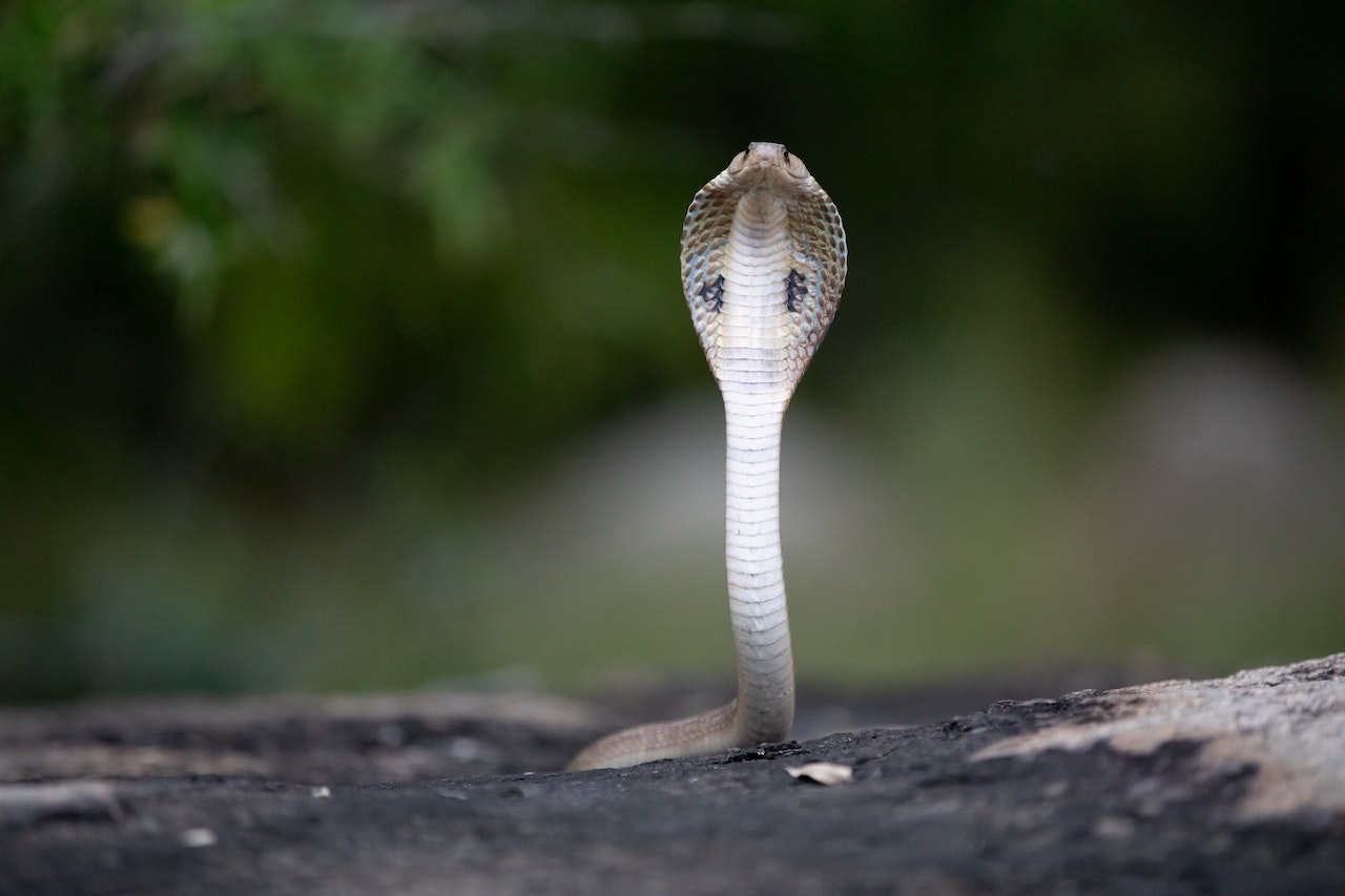 Cobra Snake On Ground