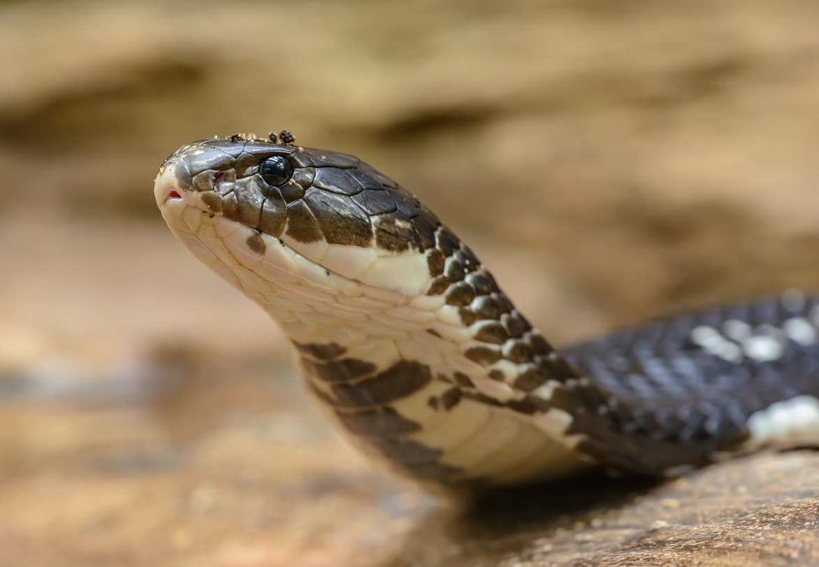 Close-up of a Cobra