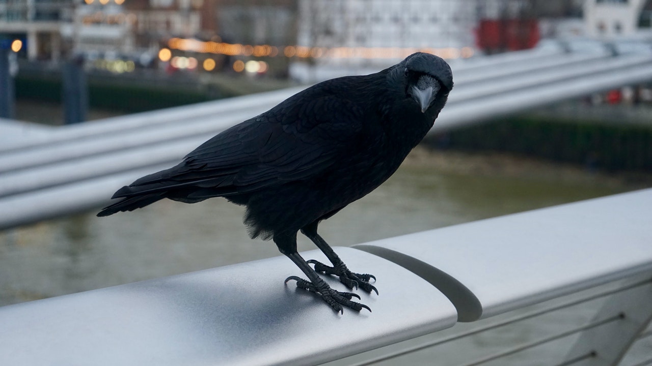 Black Crow Bird standing on aluminium rod.jpg