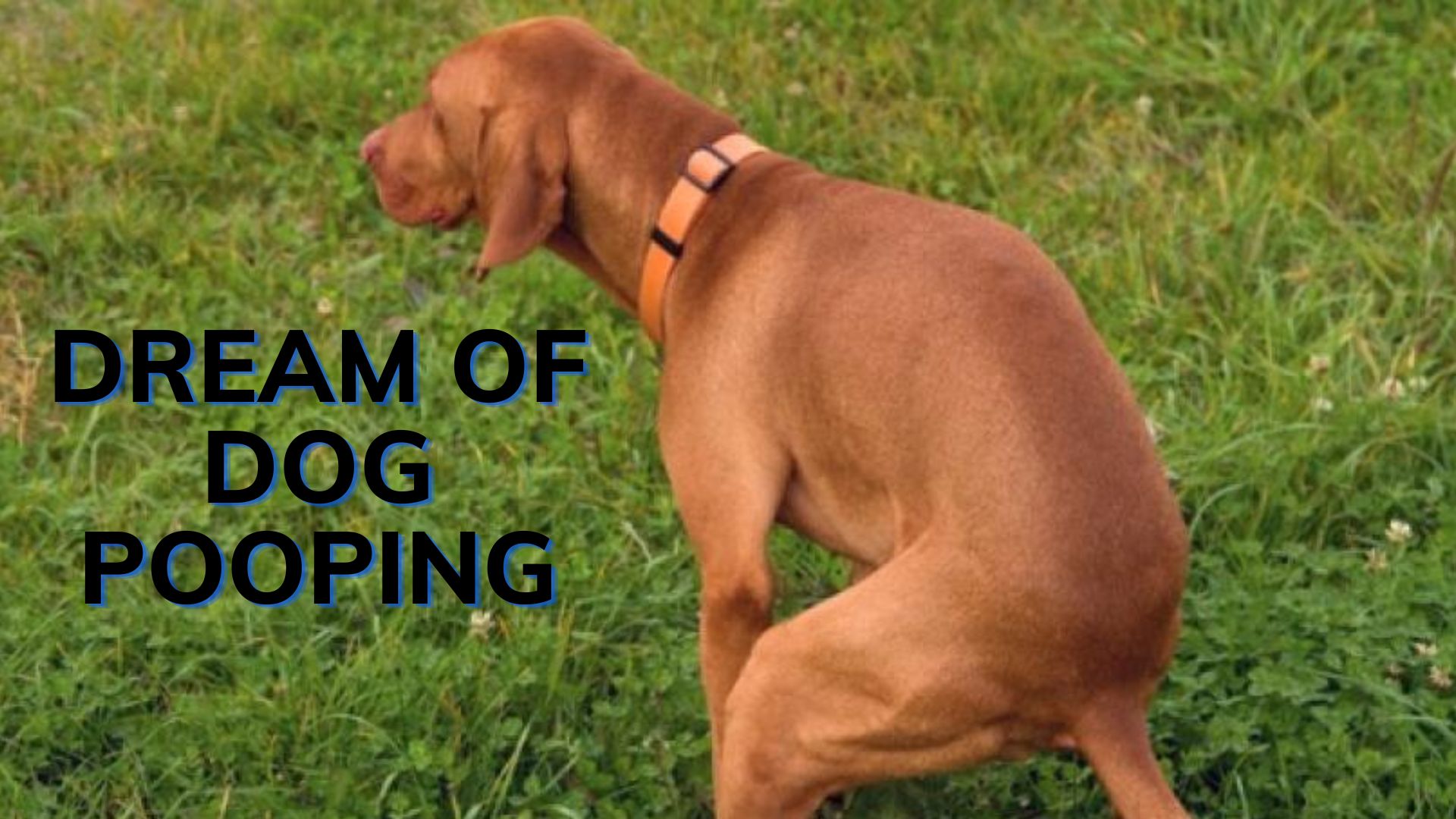 Dream Of Dog Pooping - It Signifies Major Changes Ahead