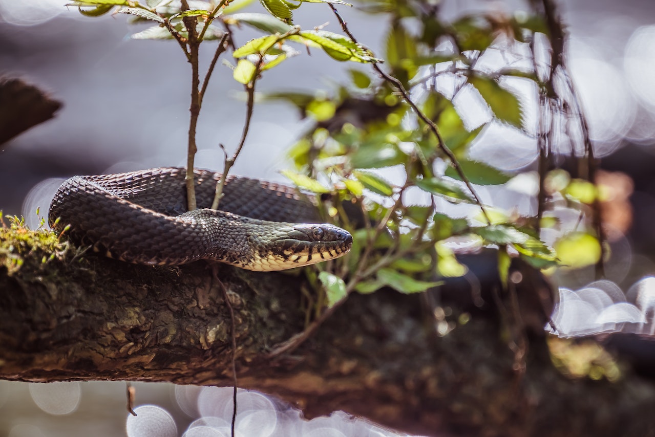Black and Brown Snake on Tree Branch