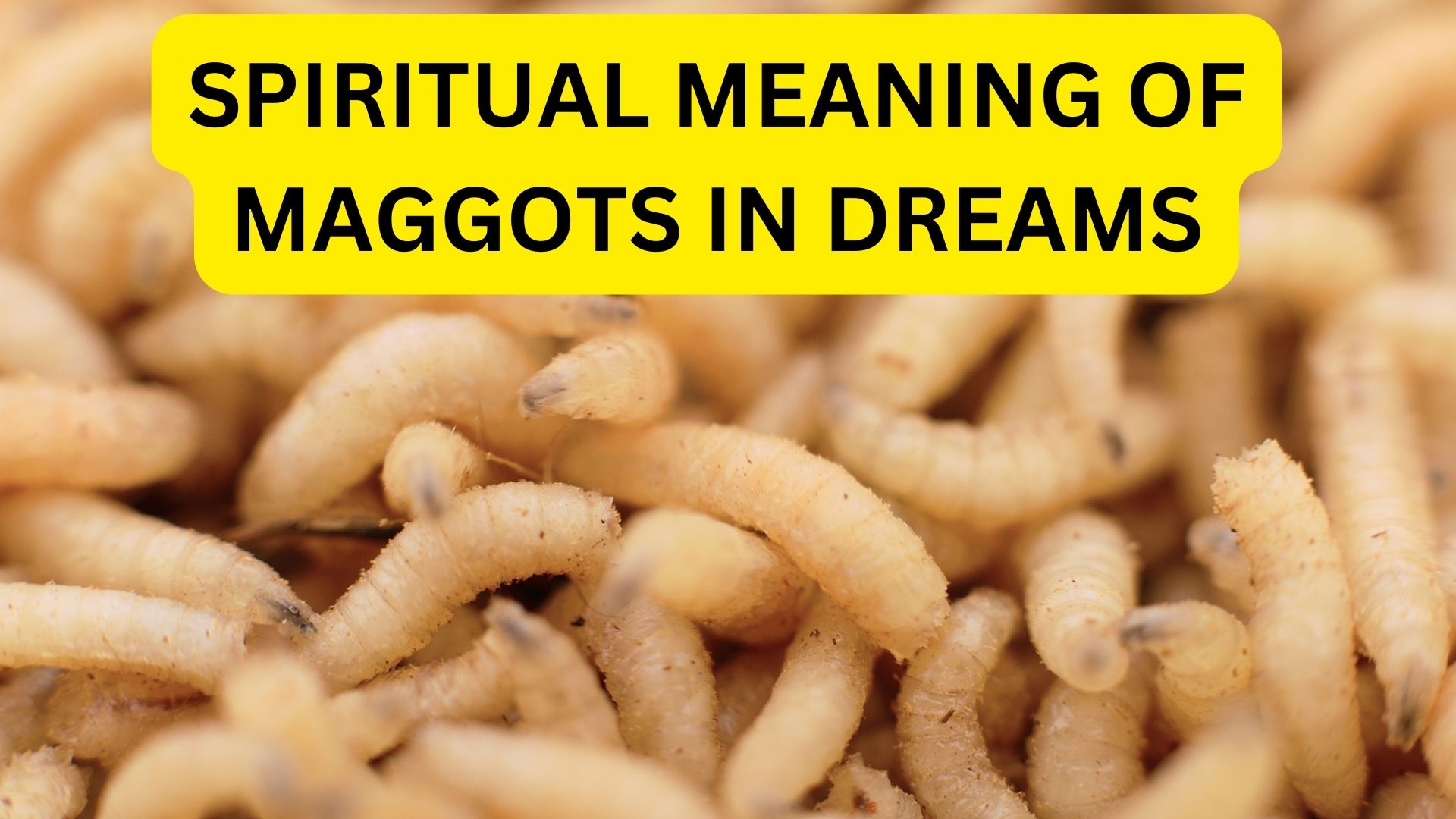 Spiritual Meaning Of Maggots In Dreams - It Indicates Negative Influences
