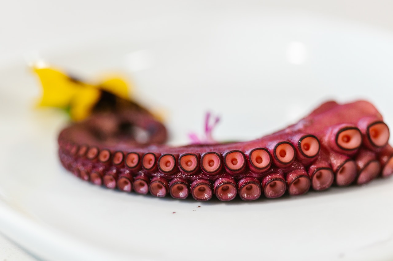 Octopus Arm Served on White Plate
