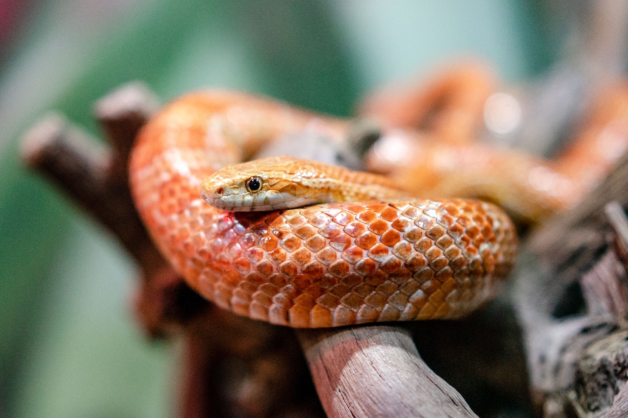 Close Up of a Snake