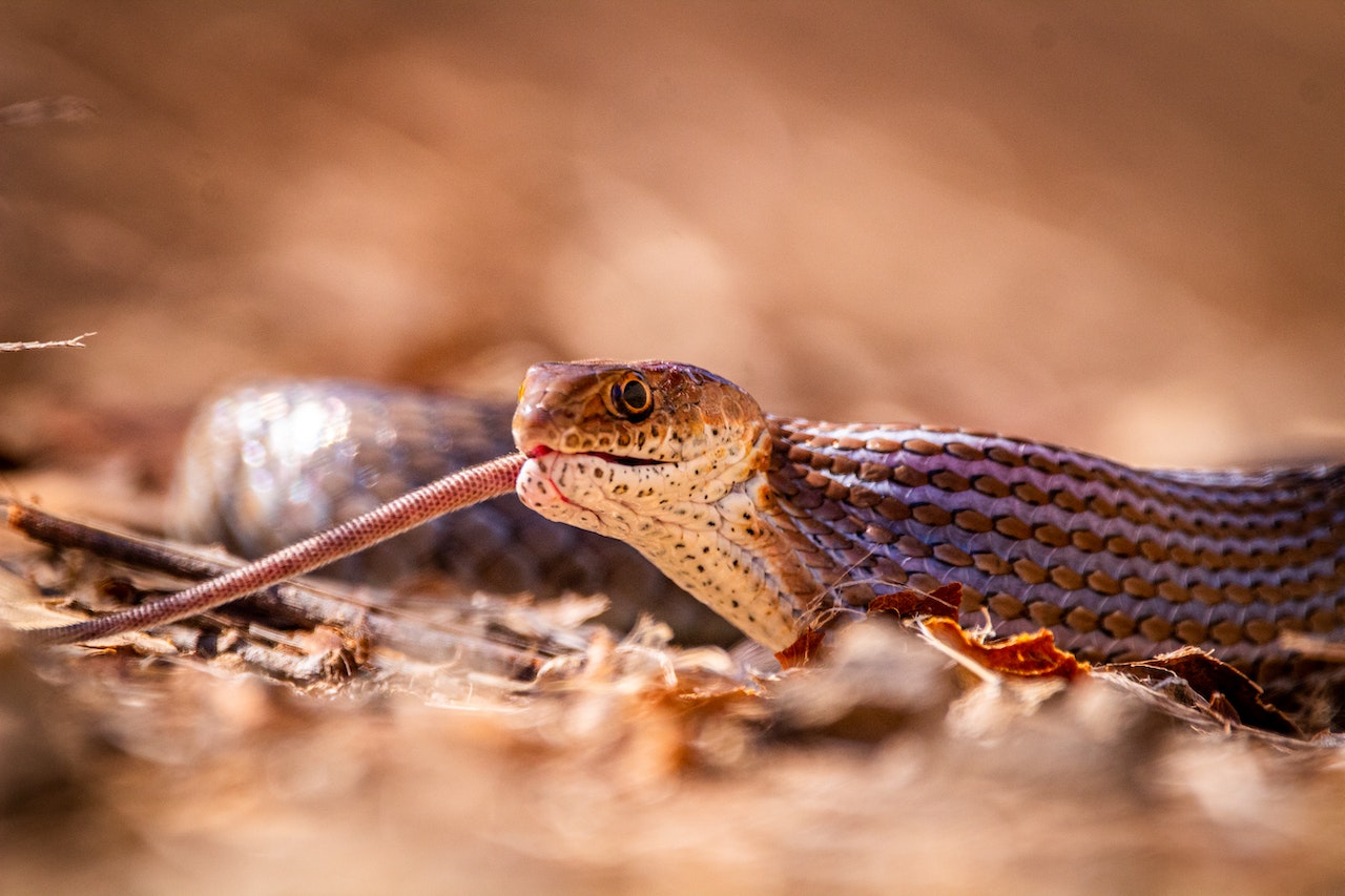 Close-Up Shot of Sated Snake on the Ground