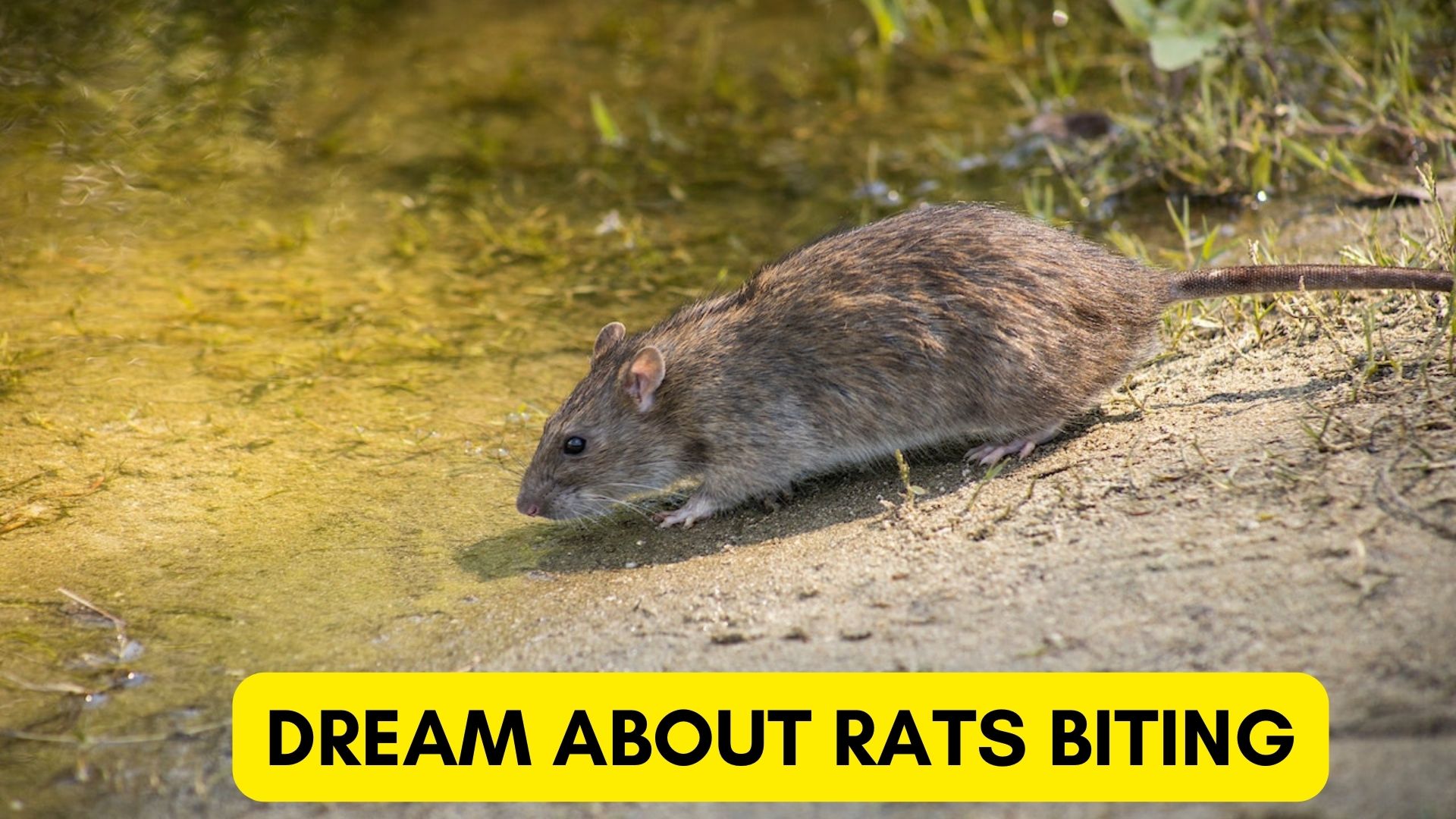 Dream About Rats Biting - New Enemies Emerging