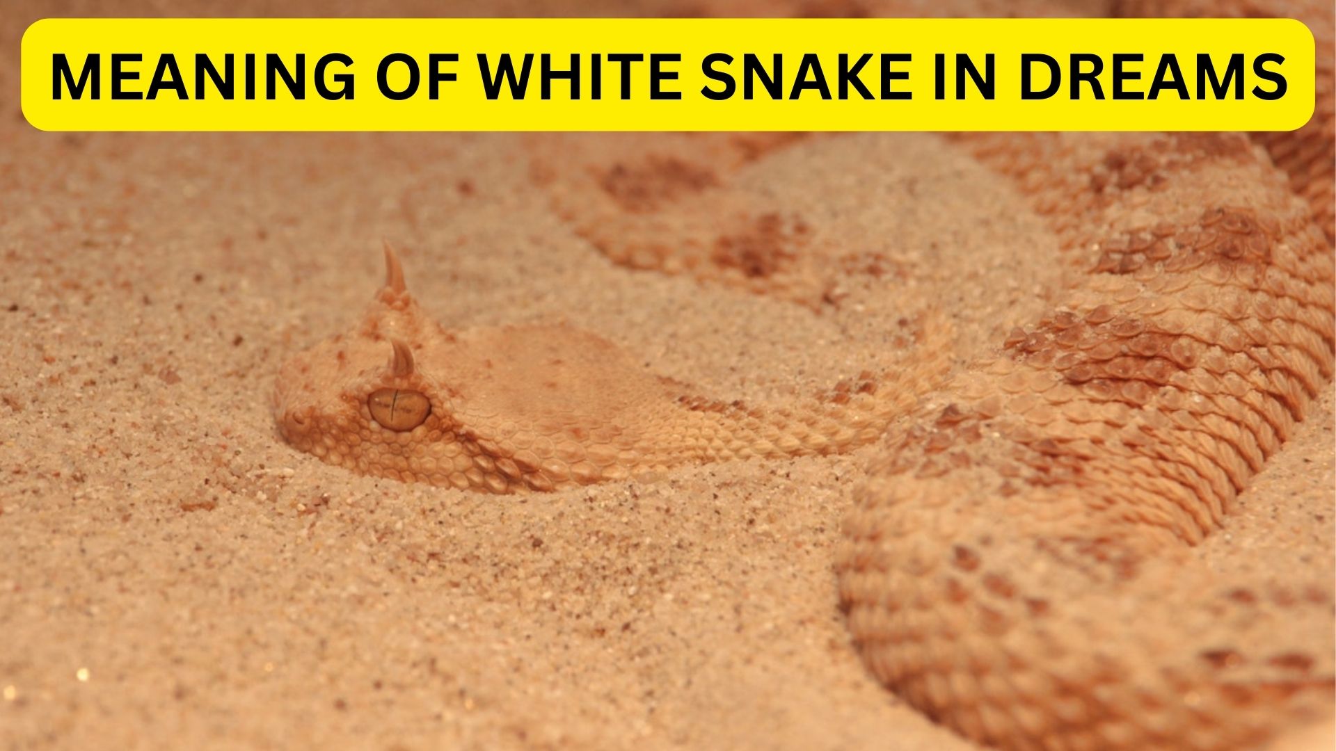 Meaning Of White Snake In Dreams - It Represents Purity, Good Energy, And New Beginnings