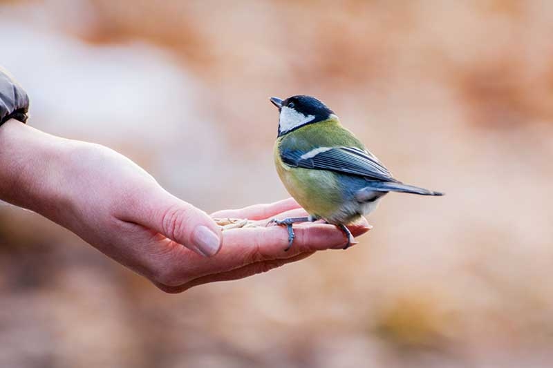What Does It Mean When You Dream Of Holding A Bird In Your Hand?