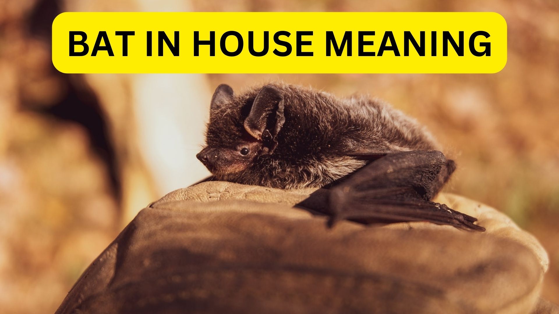 Bat In House Meaning - A Devil Is Coming To You