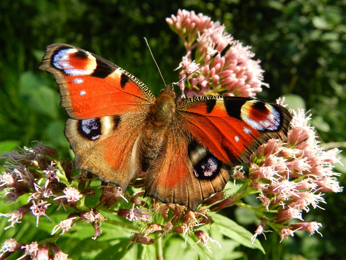 Red Brown Butterfly on Top of Pink Clustered Flower