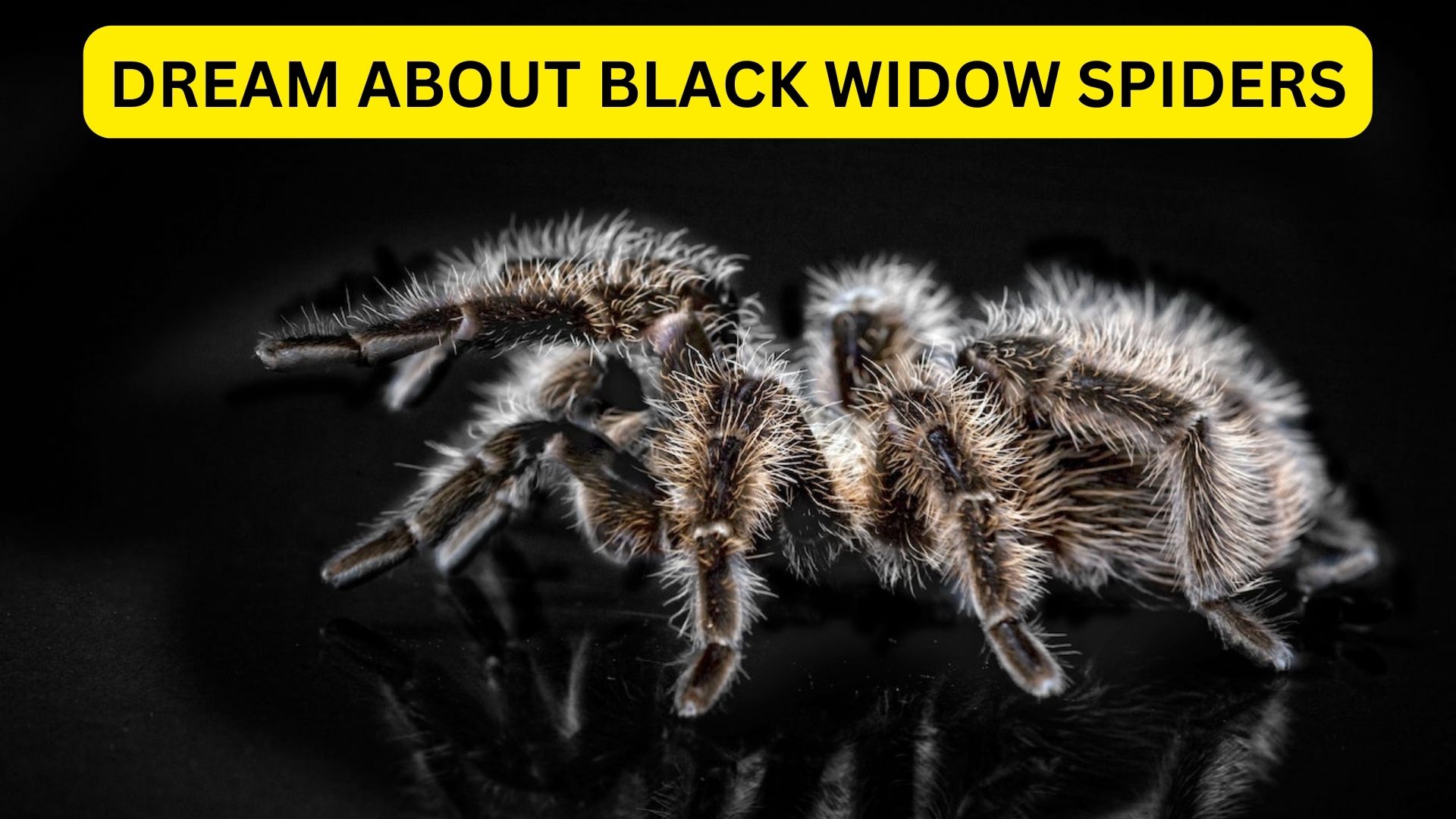  Dream About Black Widow Spiders - A Poisonous Relationship