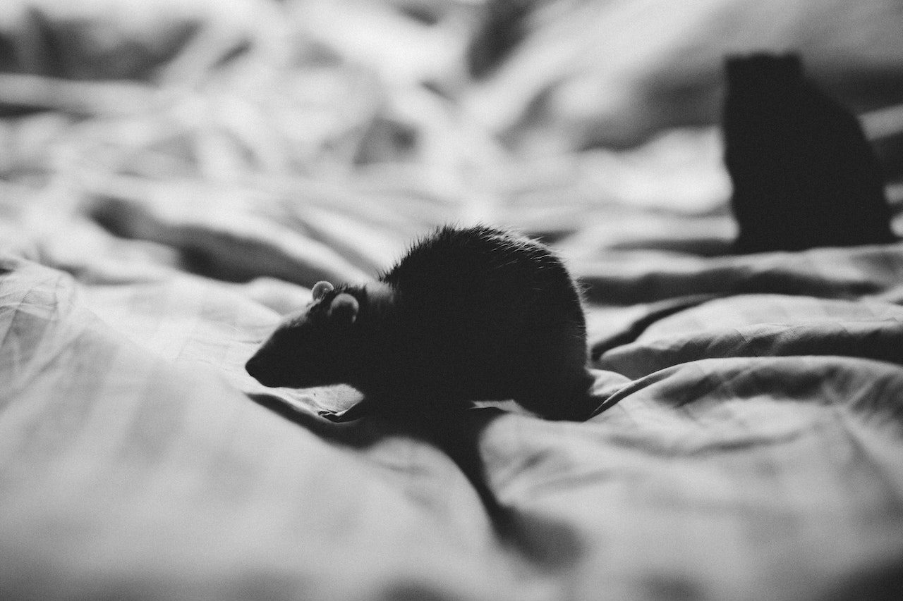 Grayscale of a Rat quietly walking on a bedsheet