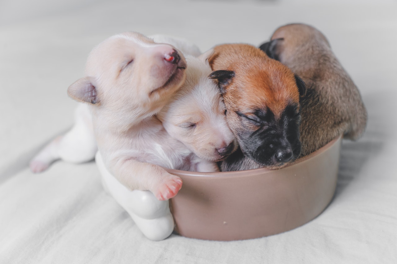 Puppies in Bowl