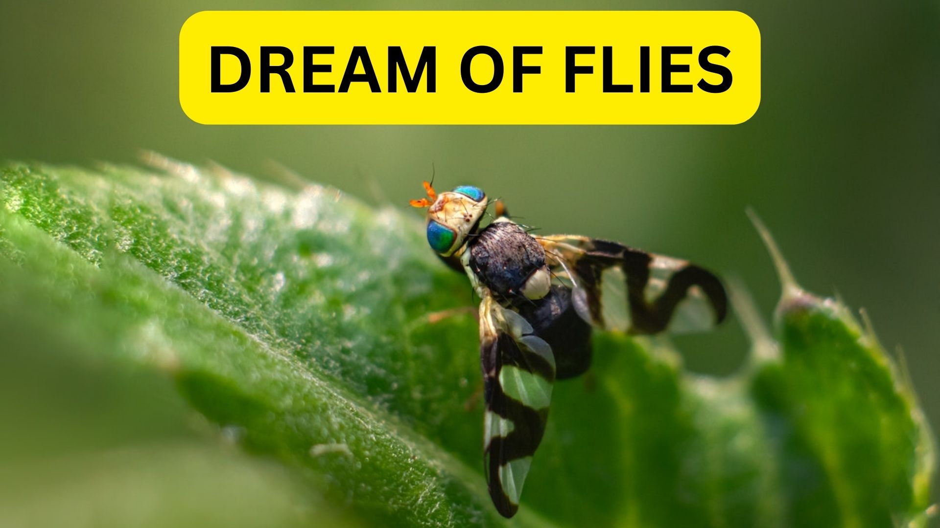 Dream Of Flies - Hardwork And Effort Will Fall Through