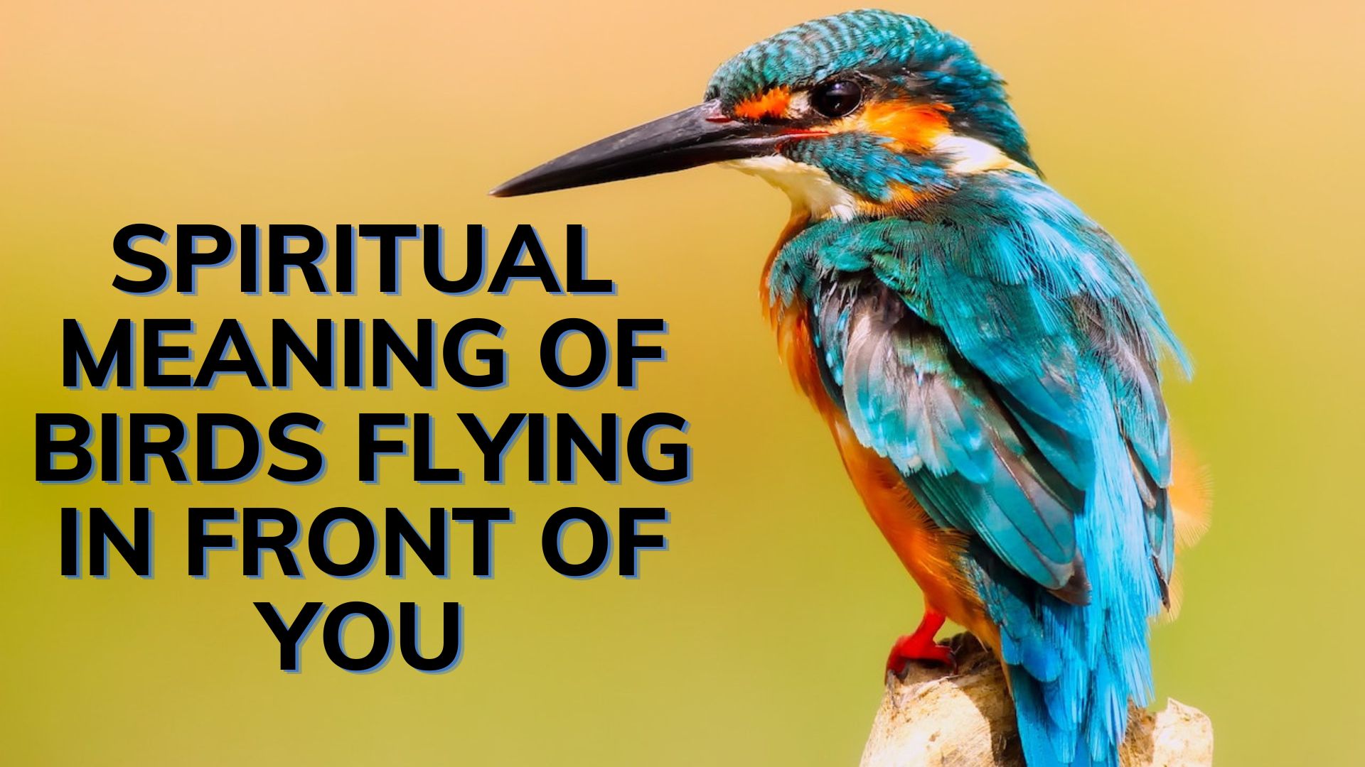 Spiritual Meaning Of Birds Flying In Front Of You