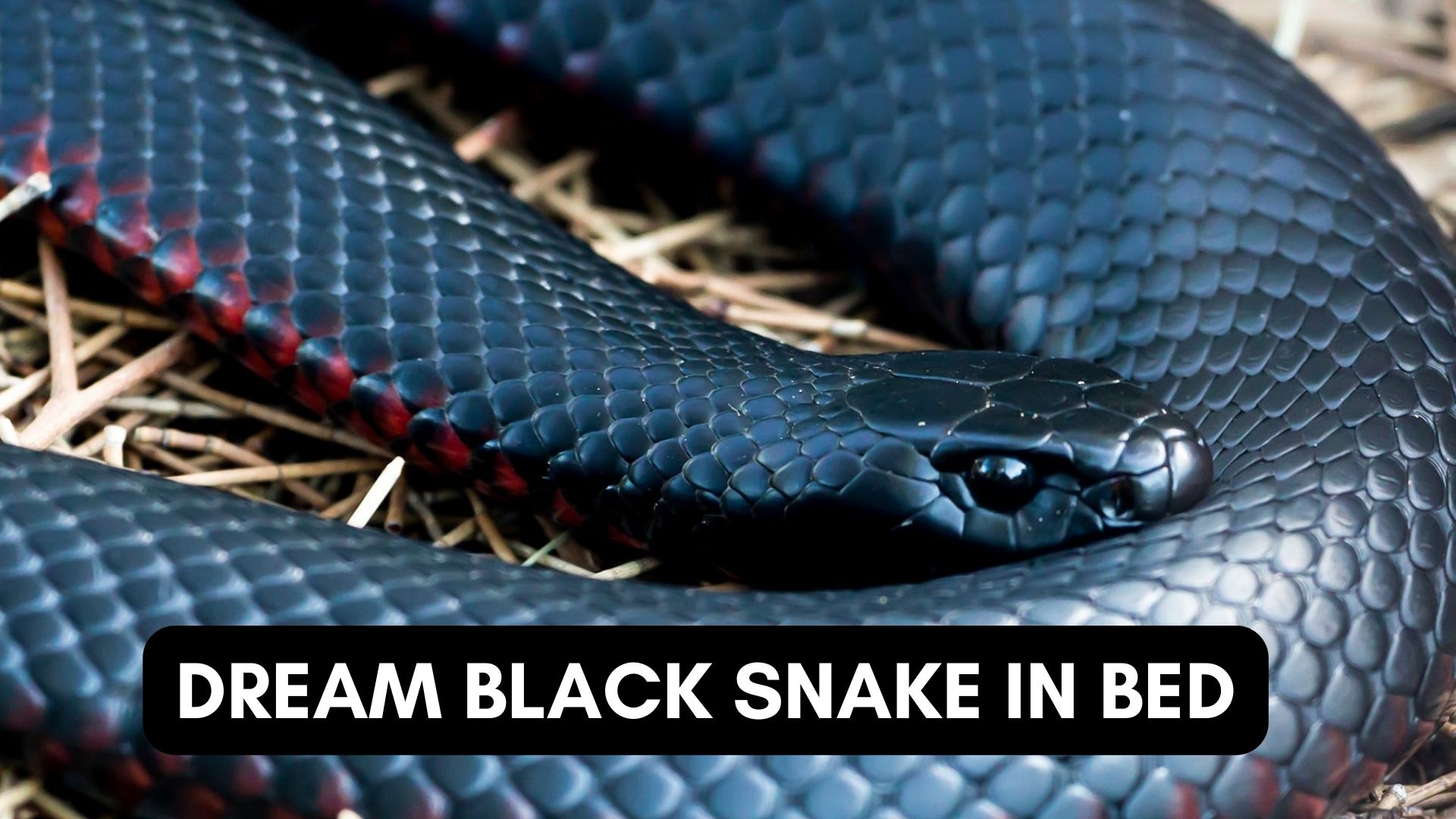 Dream Black Snake In Bed - A Symbol Of Phallic Power