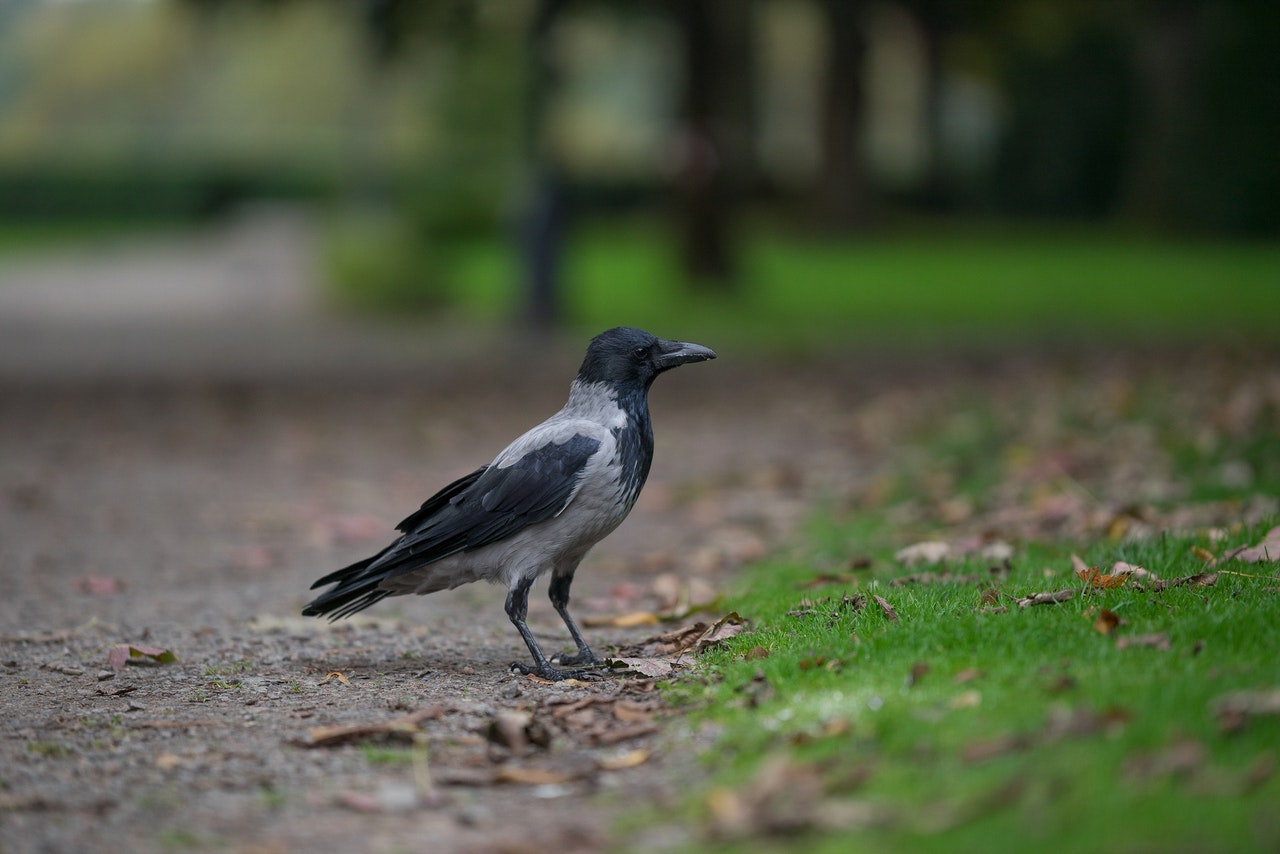 Black crow standing near grass.jpg