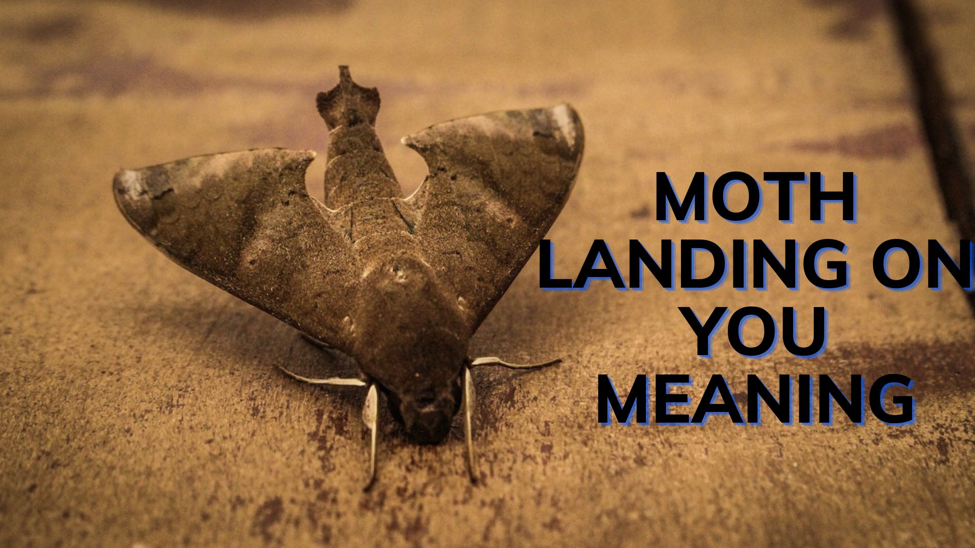 Moth Landing On You Meaning - A Mysterious Spirit Messenger