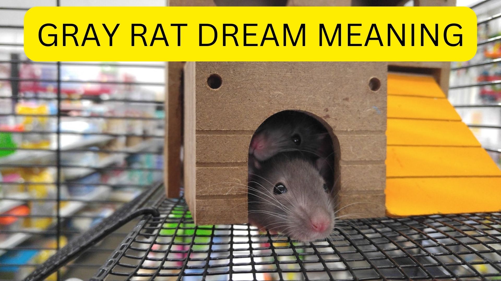Gray Rat Dream Meaning - Energy, Power, And Vigor