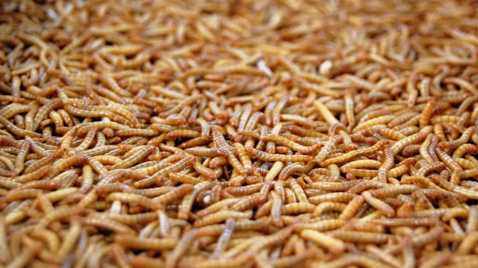 Red and Brown Maggots