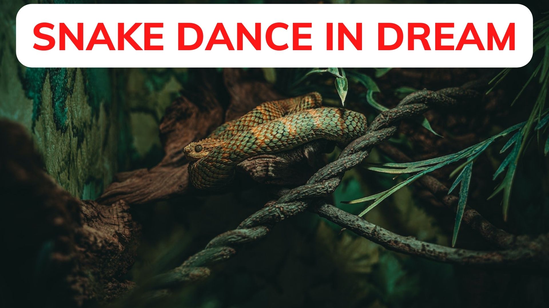 Dreams About Black Snakes Dance - Indicates A Difficulty In Making Decisions