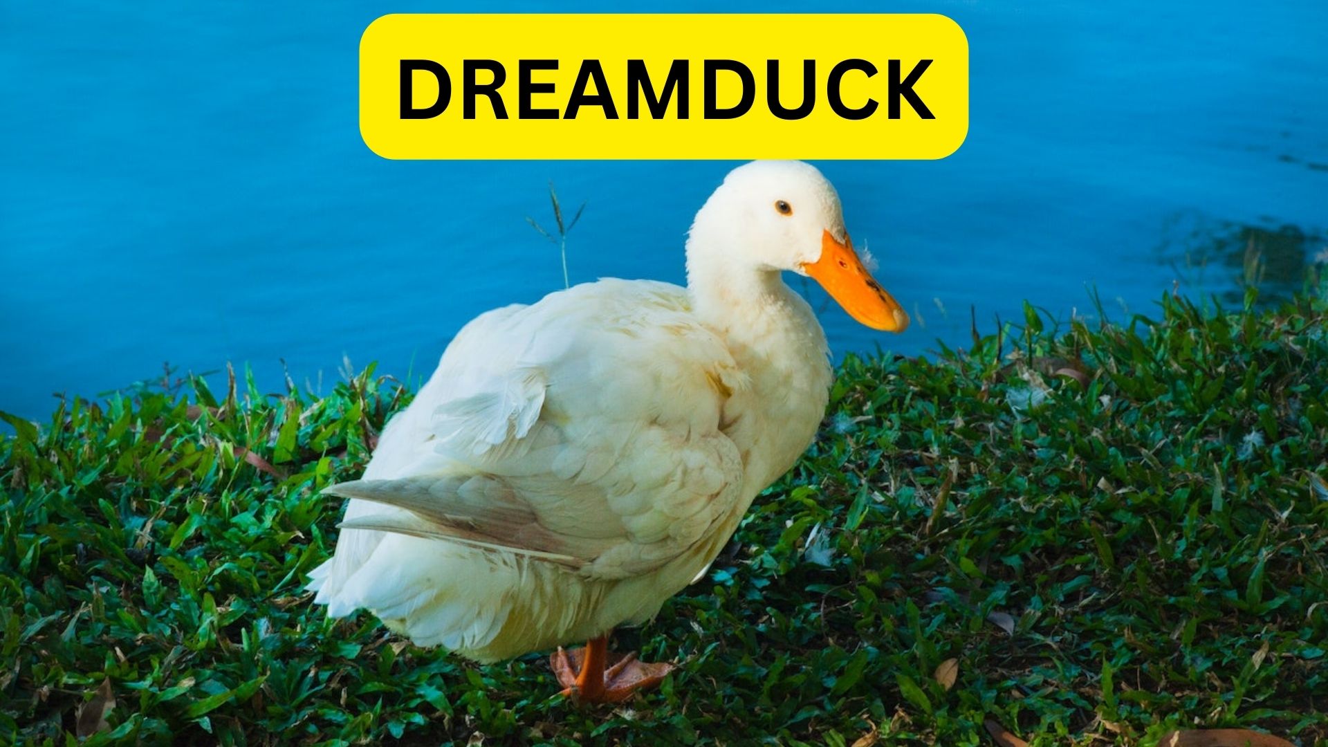 Dreamduck - Associated With Good Fortune And Pleasant Events