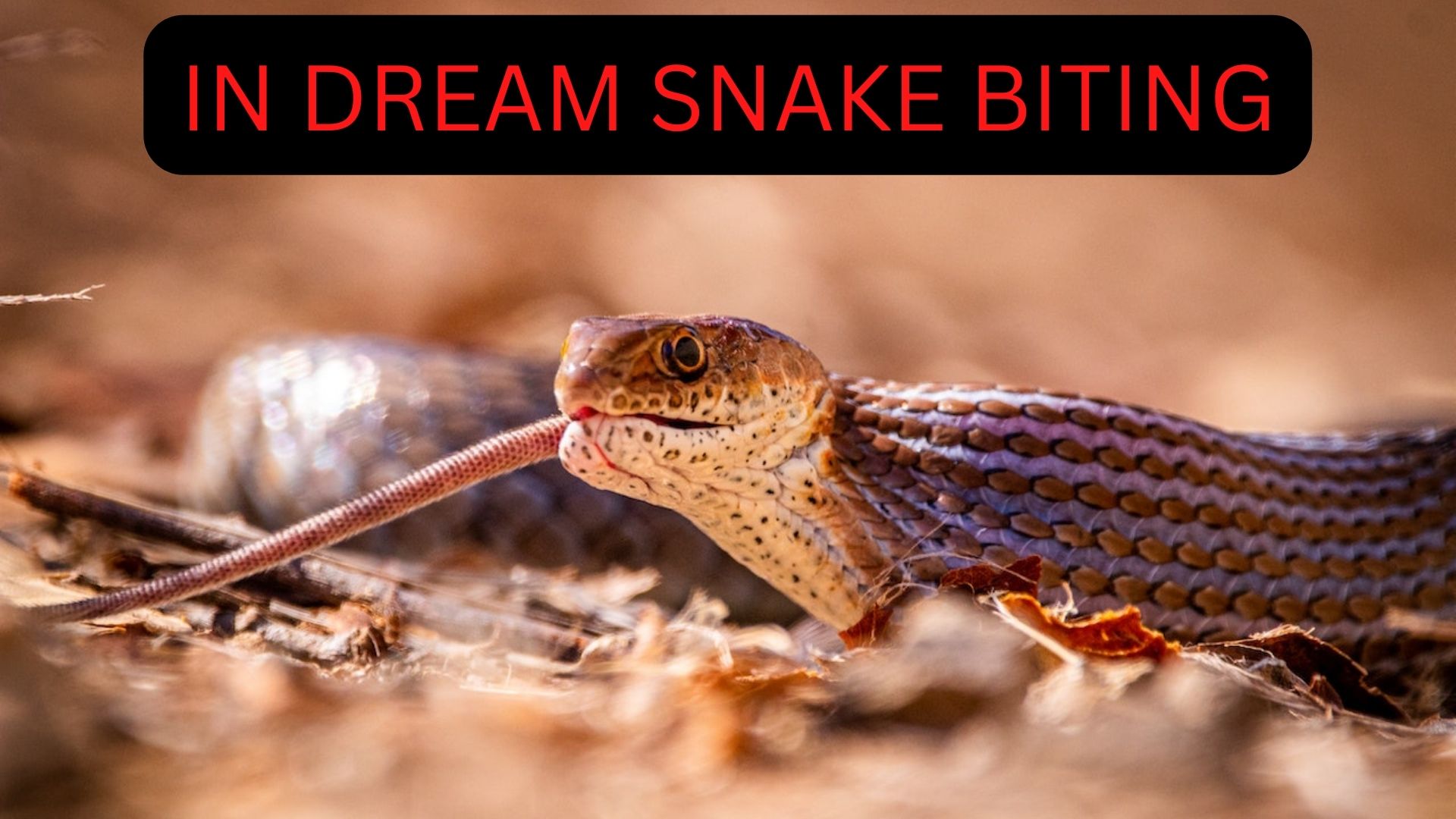 In Dream Snake Bite Meaning - A Wake-up Call