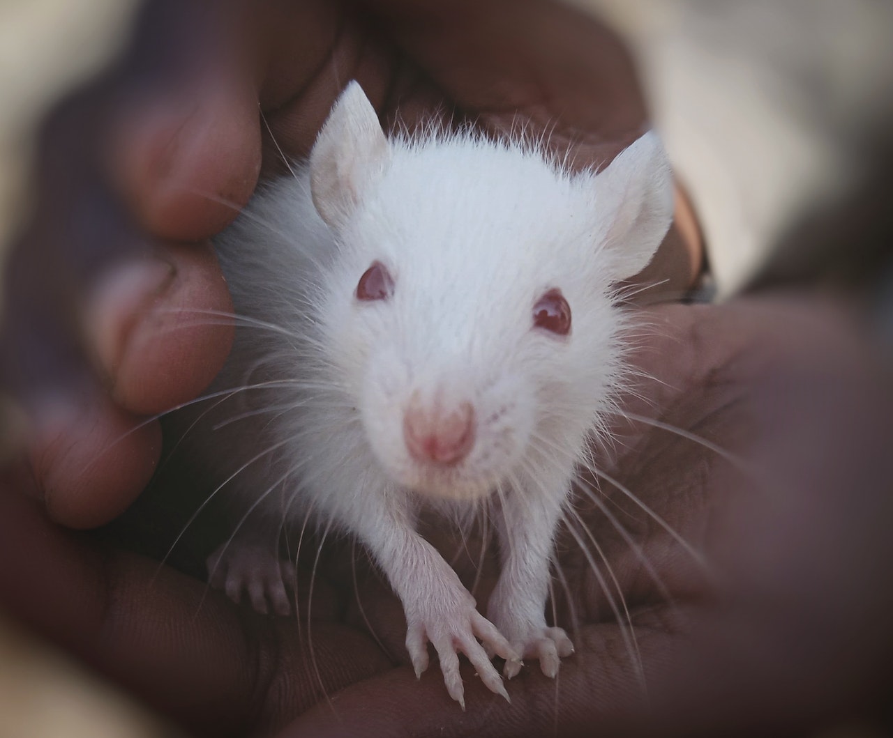 Cute White Rat on a Person's Hands