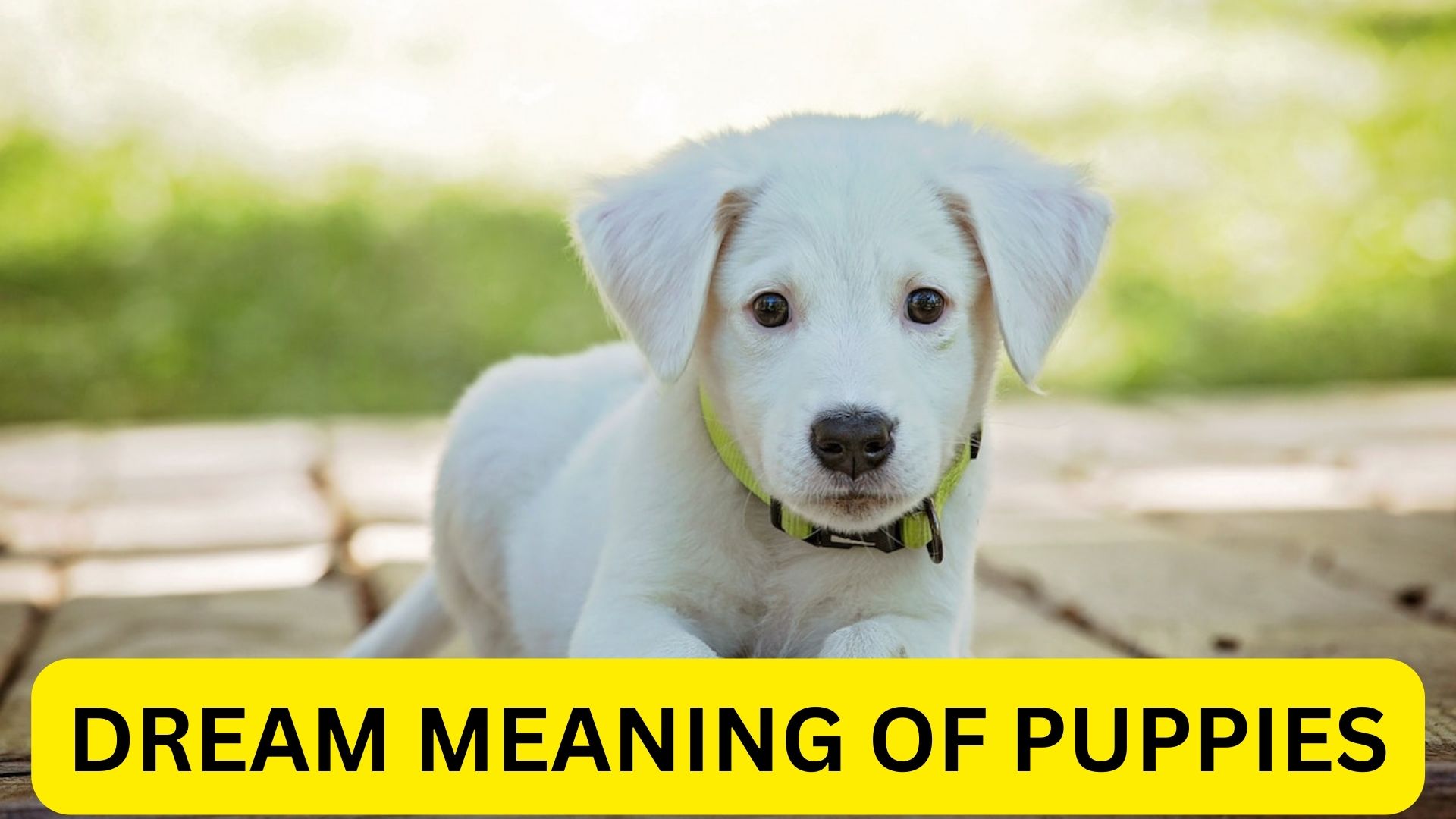 Dream Meaning Of Puppies - A Sign Of Good Omen