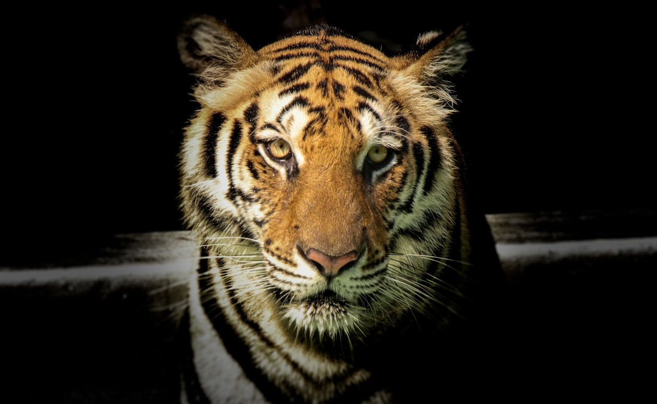 A Tiger Looking Sharply At The Camera