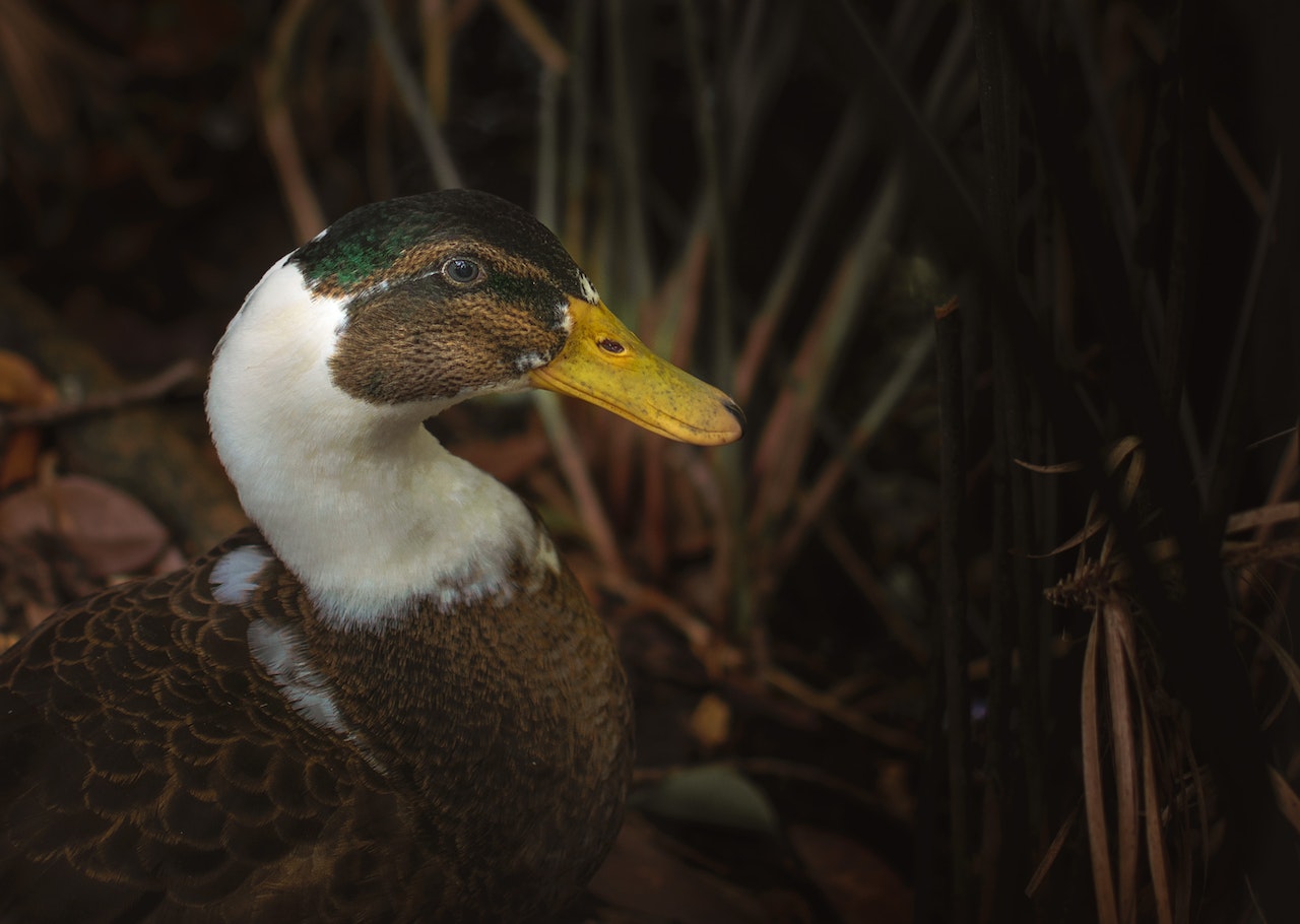 Close Up Of a Duck