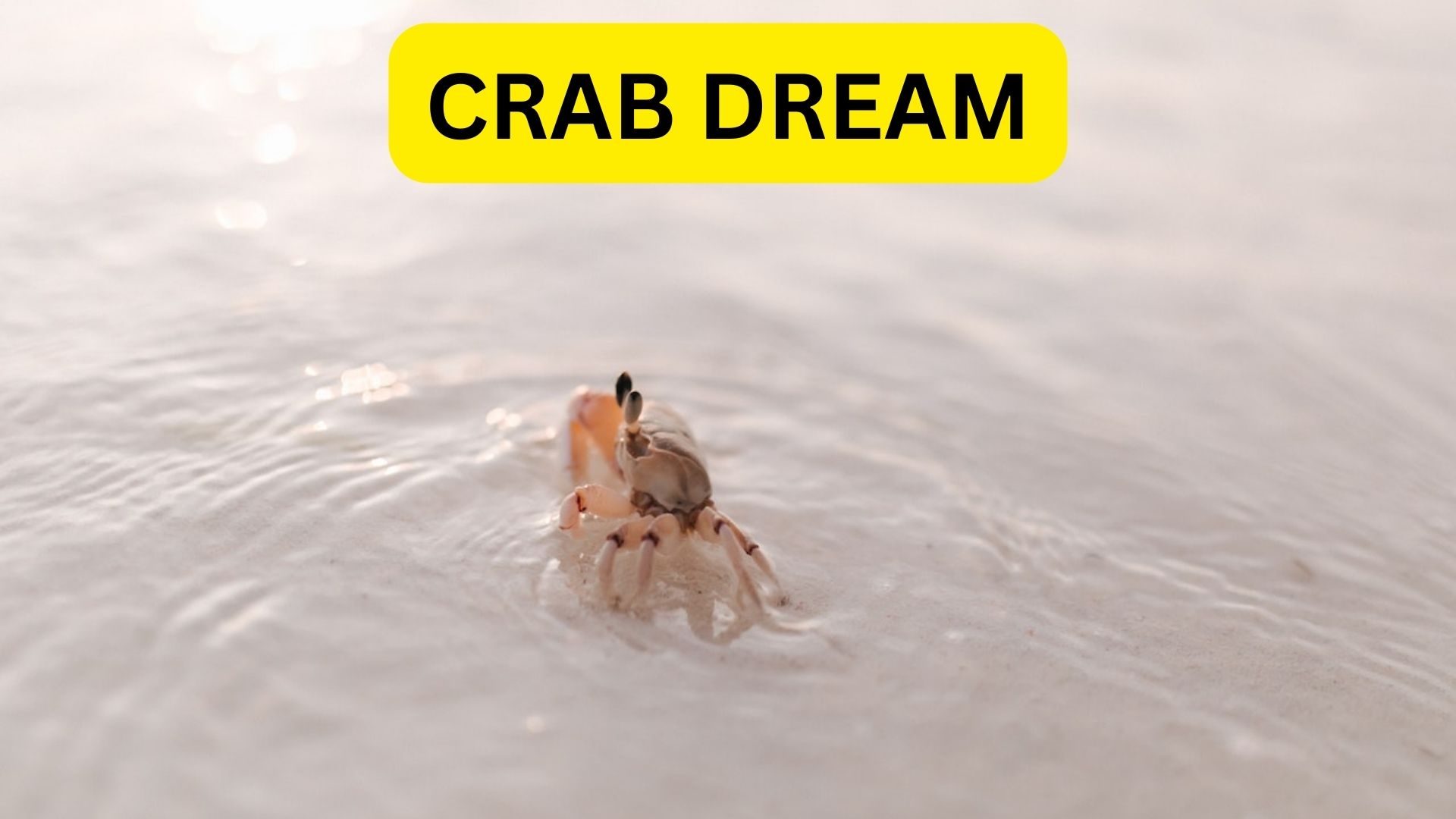 Crab Dream - It Signifies Hiding Something From Others