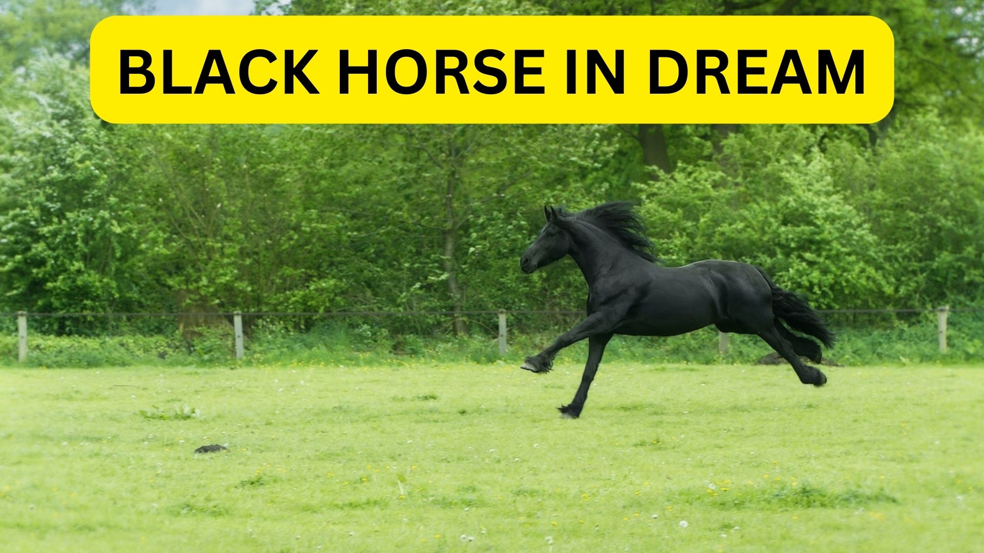 Black Horse In Dream - A Sign Of Clarity Or Self Awakening
