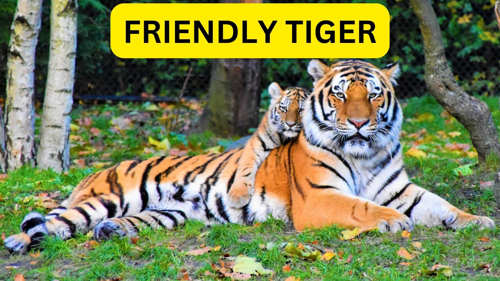 Friendly Tiger In Dream Represents An Incorrect Judgement