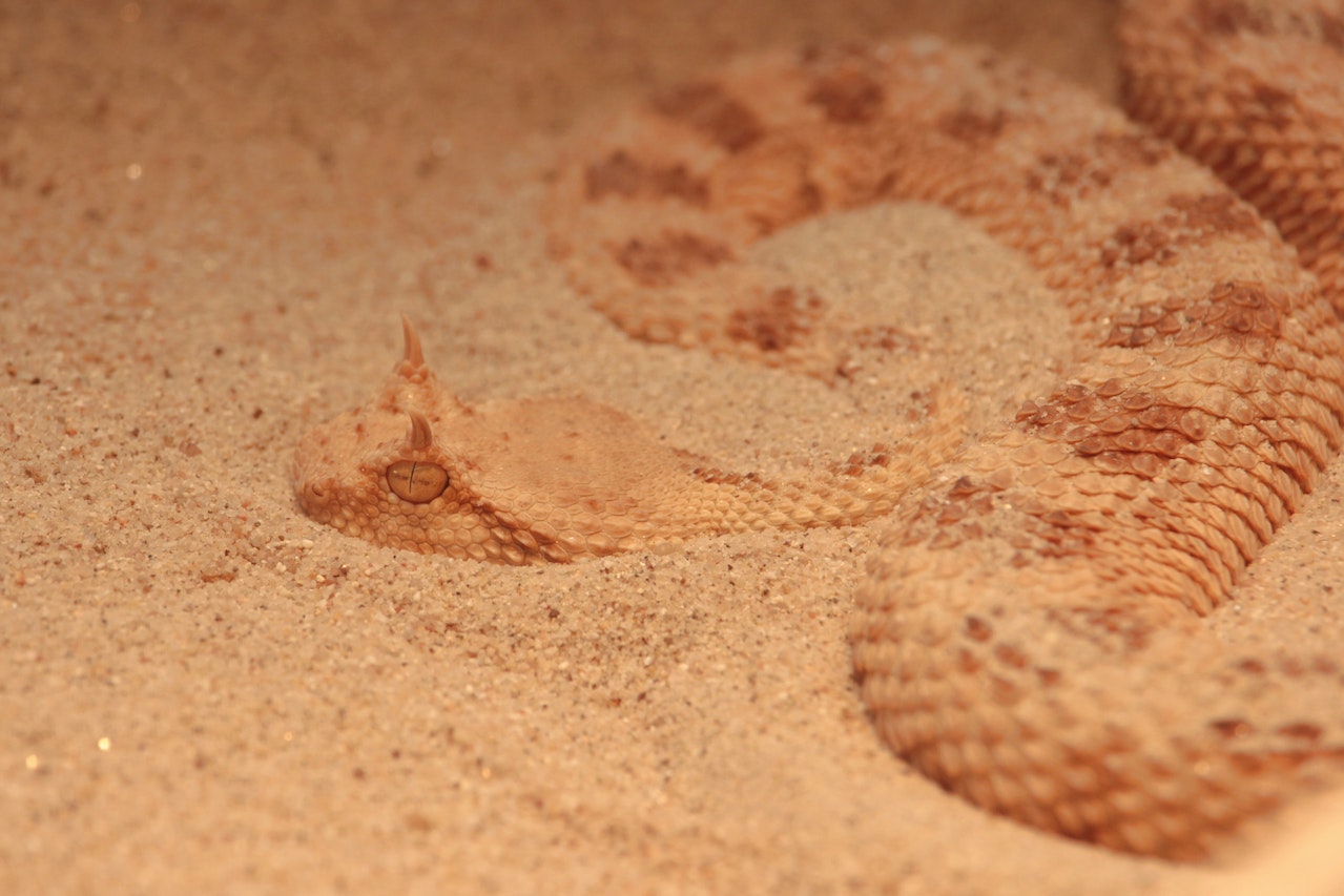 Brown Sidewinder Snake on Sand